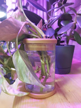 Load image into Gallery viewer, Hydro Plant Pot Vase / Propagation Vase - 12.8x9cm