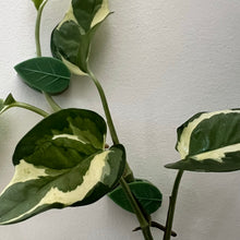 Load image into Gallery viewer, Plant Clips - Pack of 24 - Cheeky Plant Co.