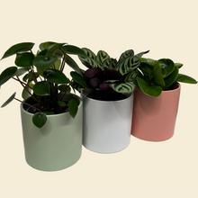 Load image into Gallery viewer, Potted Plants Trio Set - 120mm Ceramic Pots - Sydney Only