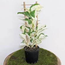 Load image into Gallery viewer, Manjula Pothos / Epipremnum aureum Manjula - 100mm