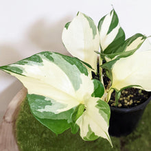 Load image into Gallery viewer, Manjula Pothos / Epipremnum aureum Manjula - 100mm