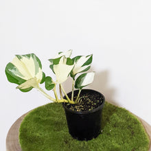 Load image into Gallery viewer, Manjula Pothos / Epipremnum aureum Manjula - 100mm