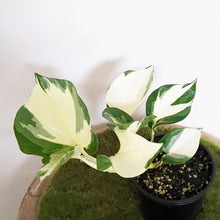 Load image into Gallery viewer, Manjula Pothos / Epipremnum aureum Manjula - 100mm
