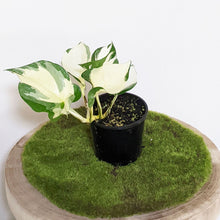 Load image into Gallery viewer, Manjula Pothos / Epipremnum aureum Manjula - 100mm