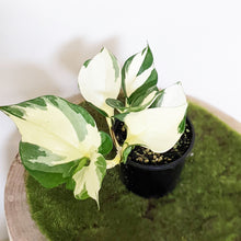 Load image into Gallery viewer, Manjula Pothos / Epipremnum aureum Manjula - 100mm