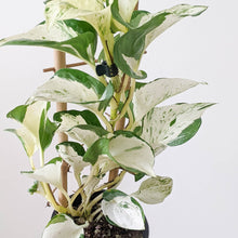 Load image into Gallery viewer, Manjula Pothos / Epipremnum aureum Manjula - 100mm