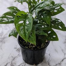 Load image into Gallery viewer, Monstera Adansonii Mini Monkey Mask - 120mm