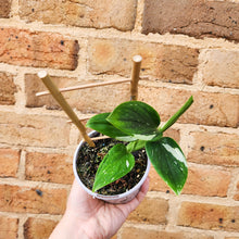 Load image into Gallery viewer, Monstera Standleyana - 105mm
