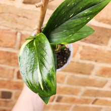 Load image into Gallery viewer, Monstera Standleyana - 105mm