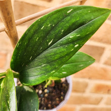 Load image into Gallery viewer, Monstera Standleyana - 105mm
