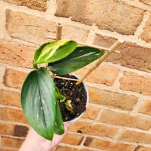 Load image into Gallery viewer, Monstera Standleyana - 105mm