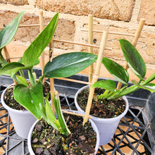 Load image into Gallery viewer, Monstera Standleyana - 105mm
