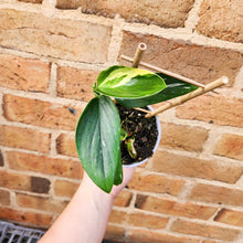 Load image into Gallery viewer, Monstera Standleyana - 105mm