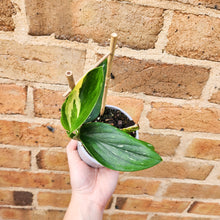 Load image into Gallery viewer, Monstera Standleyana - 105mm