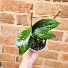 Load image into Gallery viewer, Monstera Standleyana - 105mm
