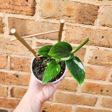 Load image into Gallery viewer, Monstera Standleyana - 105mm