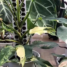 Load image into Gallery viewer, Moss Pole - Medium (40cmH) - White