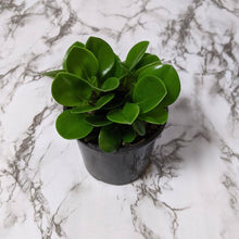 Load image into Gallery viewer, Peperomia Jade (Peperomia obtusifolia) - 105mm