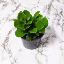 Load image into Gallery viewer, Peperomia Jade (Peperomia obtusifolia) - 105mm