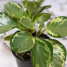 Load image into Gallery viewer, Peperomia Obtusifolia Speckled Marble - 105mm