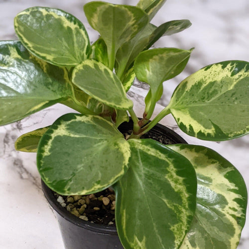 Peperomia Obtusifolia Speckled Marble - 105mm
