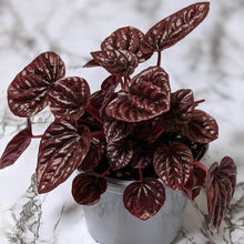 Load image into Gallery viewer, Peperomia caperata Ruby Ripple - 105mm