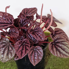 Load image into Gallery viewer, Peperomia caperata Ruby Ripple - 105mm