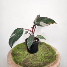 Load image into Gallery viewer, Philodendron Pink Princess - 100mm