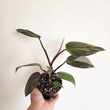 Load image into Gallery viewer, Philodendron Pink Princess - 100mm