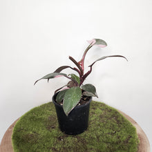 Load image into Gallery viewer, Philodendron Pink Princess - 100mm