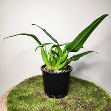 Load image into Gallery viewer, Philodendron martianum 'Fat Boy' - 100mm