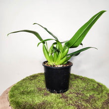 Load image into Gallery viewer, Philodendron martianum 'Fat Boy' - 100mm