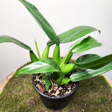 Load image into Gallery viewer, Philodendron martianum 'Fat Boy' - 100mm