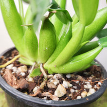 Load image into Gallery viewer, Philodendron martianum 'Fat Boy' - 100mm