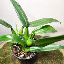 Load image into Gallery viewer, Philodendron martianum 'Fat Boy' - 100mm