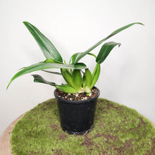 Load image into Gallery viewer, Philodendron martianum 'Fat Boy' - 100mm