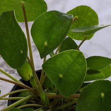 Load image into Gallery viewer, Pilea peperomioides Chinese Money Plant - 105mm