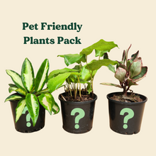 Load image into Gallery viewer, Pet Friendly Plants Pack (3 Assorted Plants) - 100mm