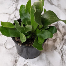 Load image into Gallery viewer, Platycerium bifurcatum / Elkhorn Fern - 100mm