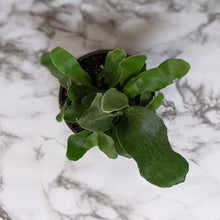 Load image into Gallery viewer, Platycerium bifurcatum / Elkhorn Fern - 100mm