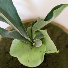 Load image into Gallery viewer, Platycerium bifurcatum / Elkhorn Fern - 100mm