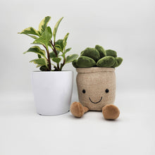 Load image into Gallery viewer, Potted Plant and Plant Plushie Gift - 120mm - Sydney Only
