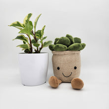 Load image into Gallery viewer, Potted Plant and Plant Plushie Gift - 120mm - Sydney Only
