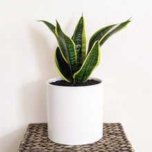 Load image into Gallery viewer, Sansevieria Trifasciata Superba / Mother-In-Law's Tongue - 180mm Ceramic Pot - Sydney Only