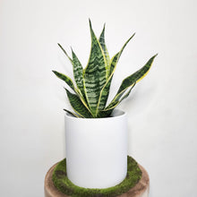 Load image into Gallery viewer, Sansevieria Trifasciata Superba / Mother-In-Law's Tongue - 210mm Ceramic Pot - Sydney Only