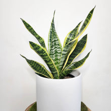 Load image into Gallery viewer, Sansevieria Trifasciata Superba / Mother-In-Law's Tongue - 210mm Ceramic Pot - Sydney Only