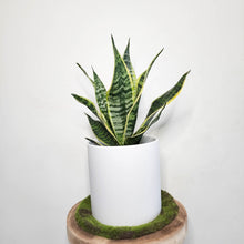 Load image into Gallery viewer, Sansevieria Trifasciata Superba / Mother-In-Law's Tongue - 210mm Ceramic Pot - Sydney Only