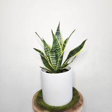 Load image into Gallery viewer, Sansevieria Trifasciata Superba / Mother-In-Law's Tongue - 210mm Ceramic Pot - Sydney Only