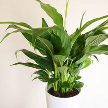 Load image into Gallery viewer, Spathiphyllum Stephanie Peace Lily - 120mm Ceramic Pot - Sydney Only