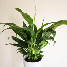 Load image into Gallery viewer, Spathiphyllum Stephanie Peace Lily - 120mm Ceramic Pot - Sydney Only